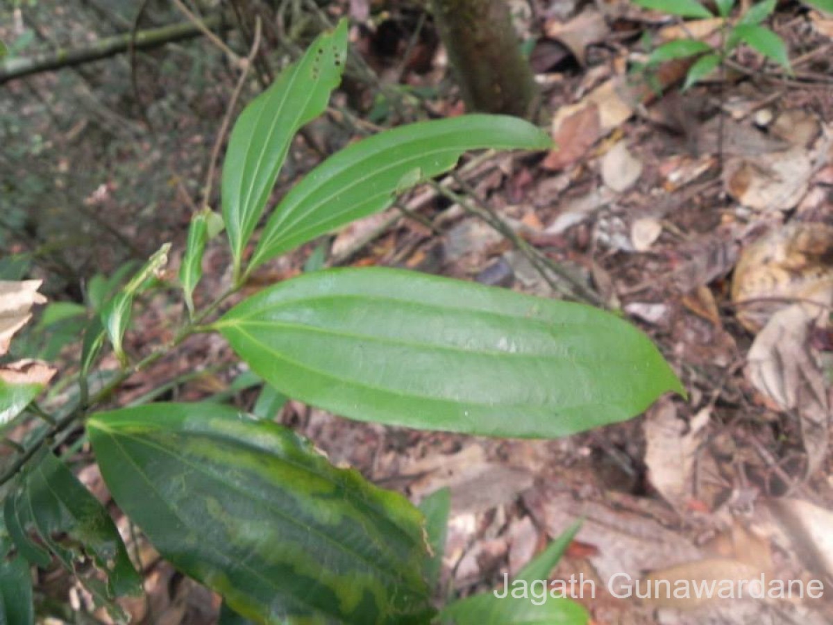 Cinnamomum capparu-coronde Blume